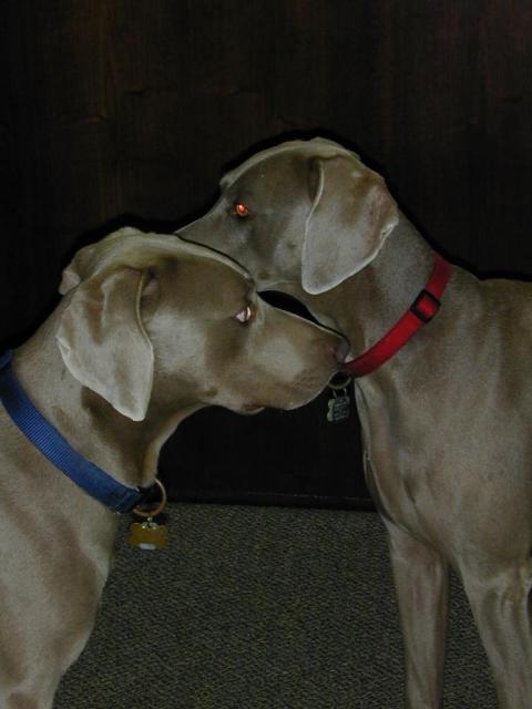 Will and Tango5